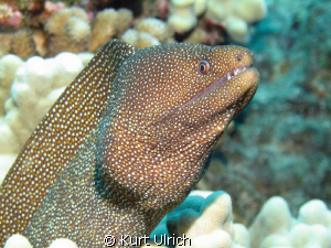 WhiteMouth Moray at the Big Island by Kurt Ulrich 